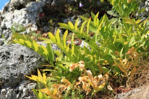 Een tuin betekent emotie