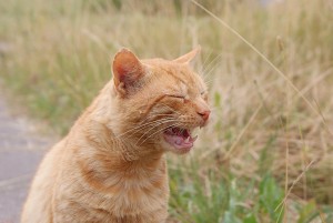 Communicatie van een kat