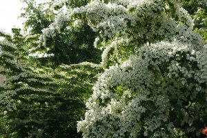 Cornus Kousa China girl, oftewel Kornoelje