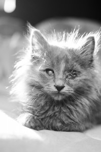 Feuilleton – 59 – Du vin, du pain, du pindakaas : Horen, zien en zwijgen